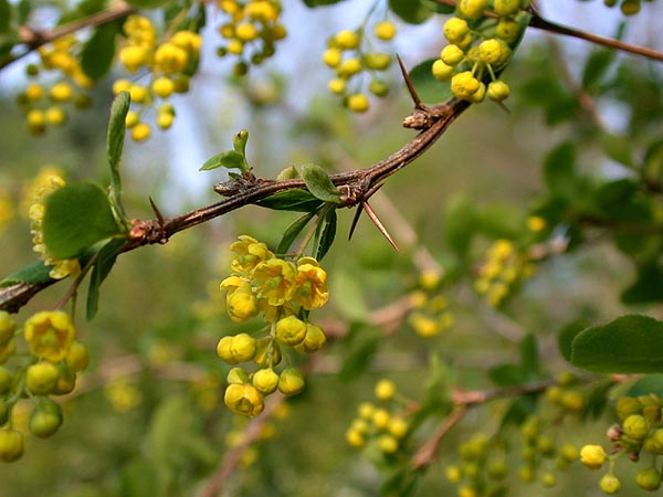 آرغیس-زرشک اندلسی